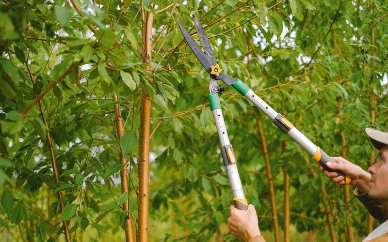 Tree trimming in Babcock, WI
